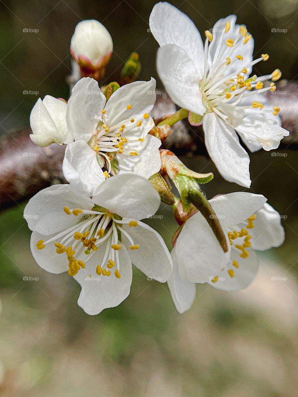 Spring is already there