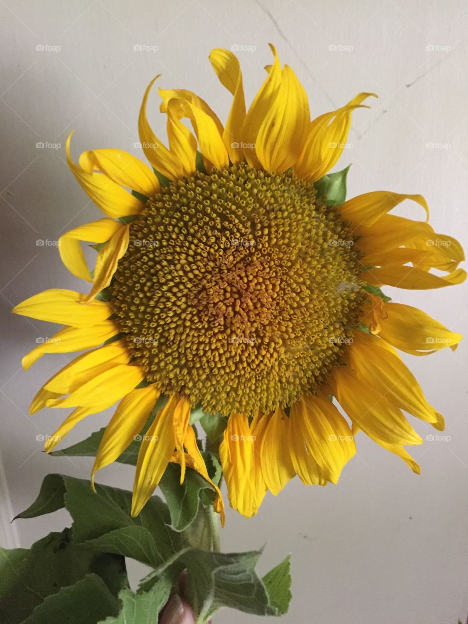 My beautiful sunflower that hasn’t seen the sun in days.. crazy remenents of the last hurricane 