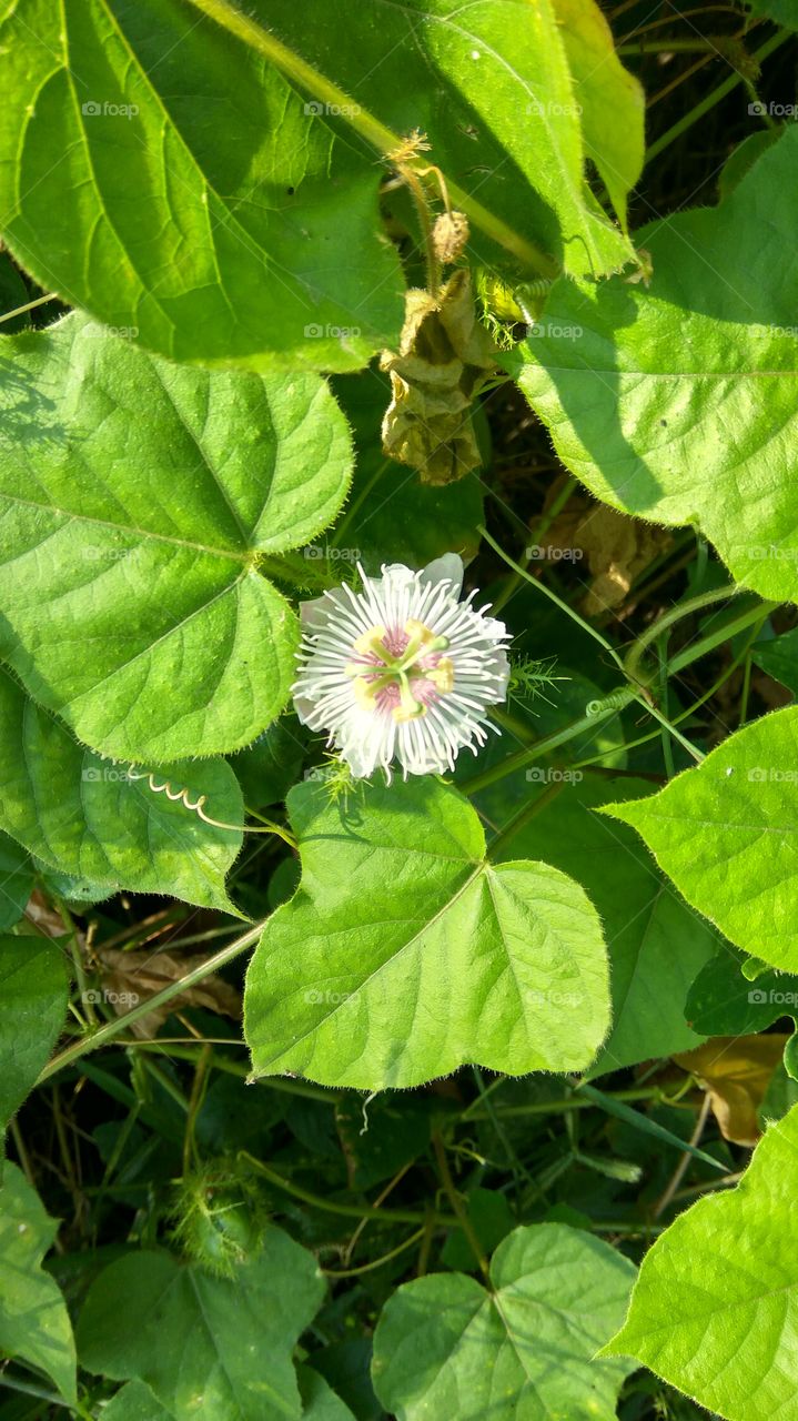 lovely flowers with many Niddles
