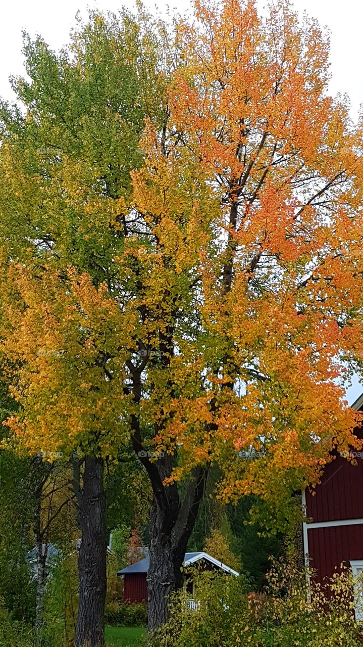 Beautiful autumn tree