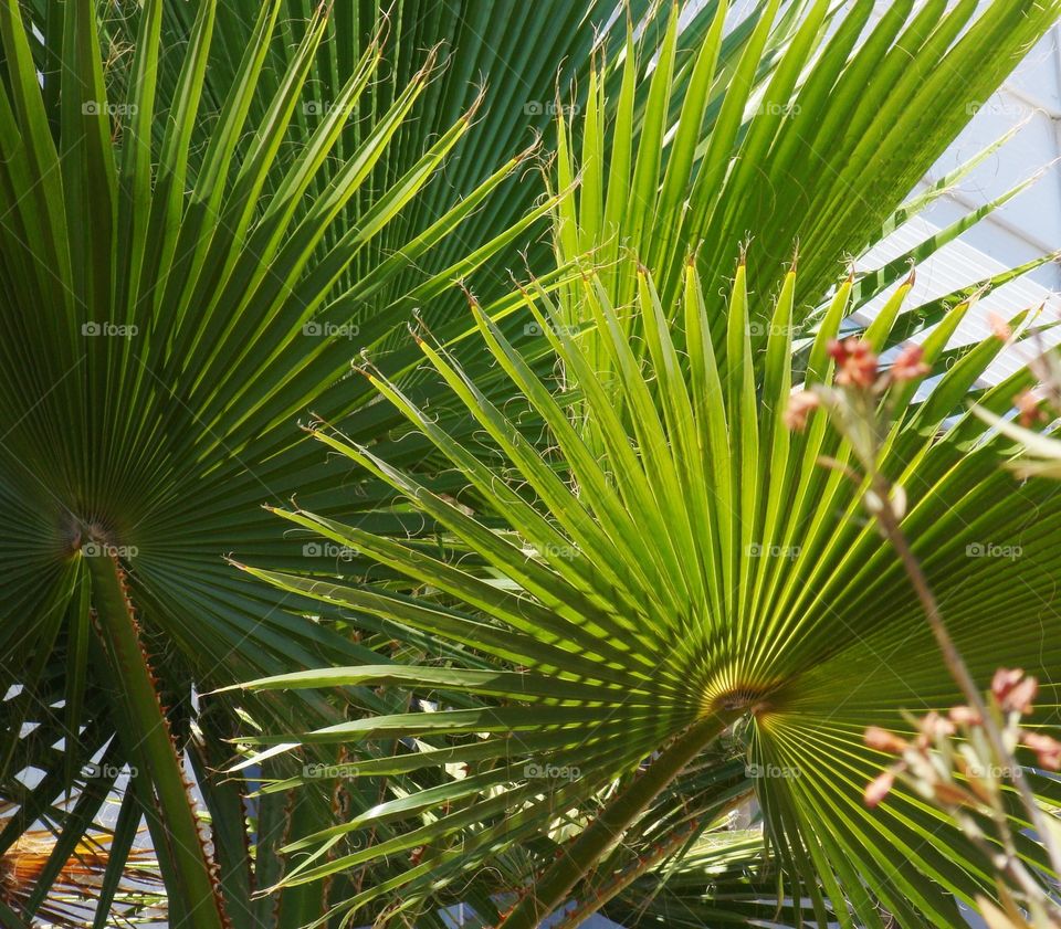 Palm