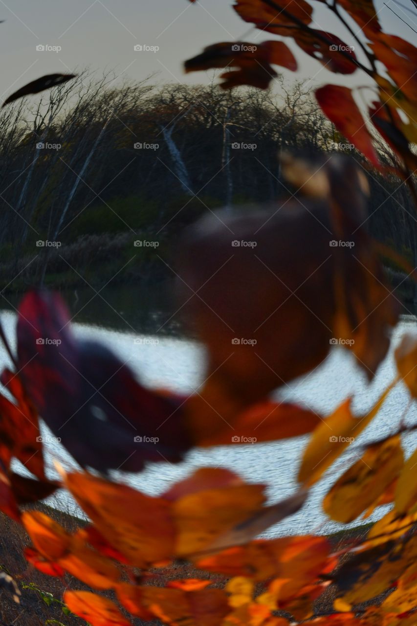 leaves trees fall color abstract Prairie Oaks Park Ohio