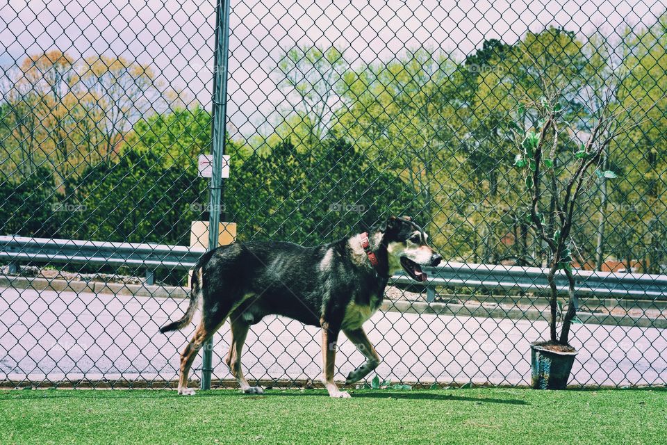 Fence, Grass, Field, Lawn, Mammal