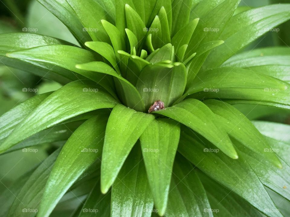 Easter lily in full framed