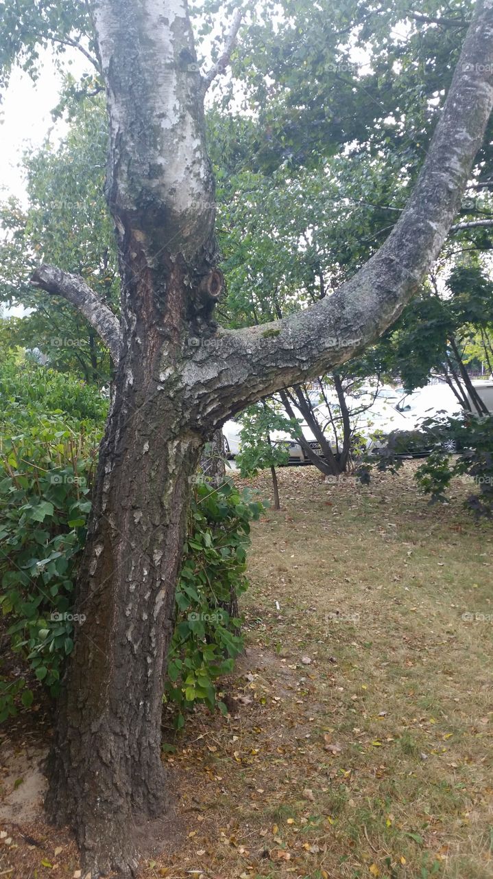 old birch tree in park