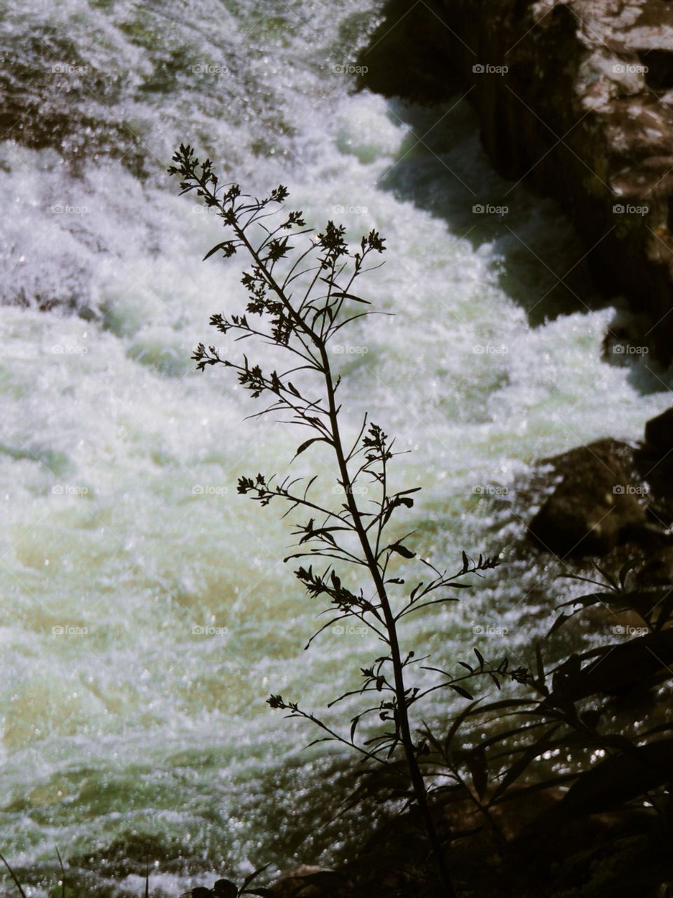 In the foreground it is possible to see a fragile plant and in the background of the photo the force of the water that comes down from a waterfall.