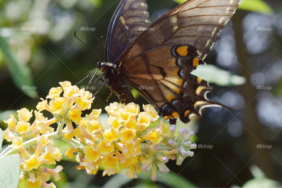 Black butterfly on a yellow flower