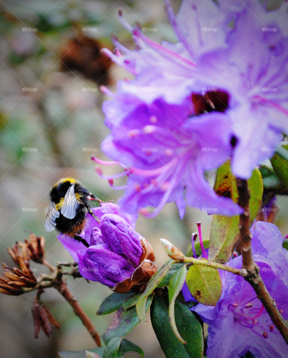 Beautiful little fuzzy bee collecting pollen