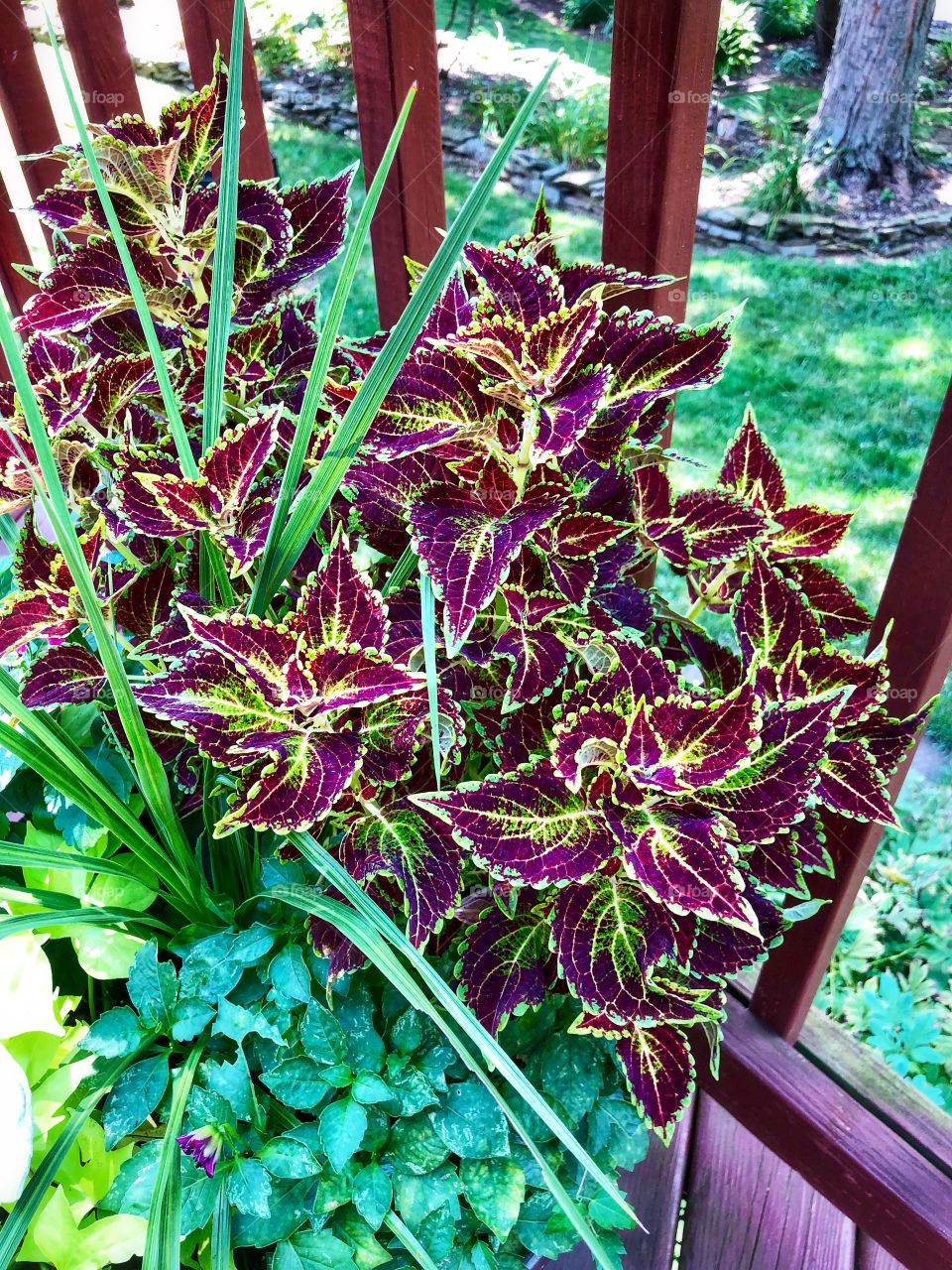 Flower box outside deck coleus plant 