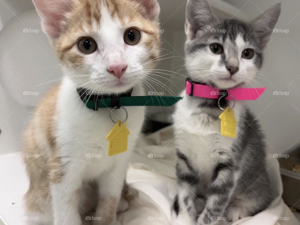 Shelter kittens 