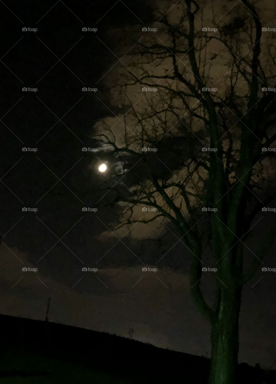Nighttime moon sky tree clouds 