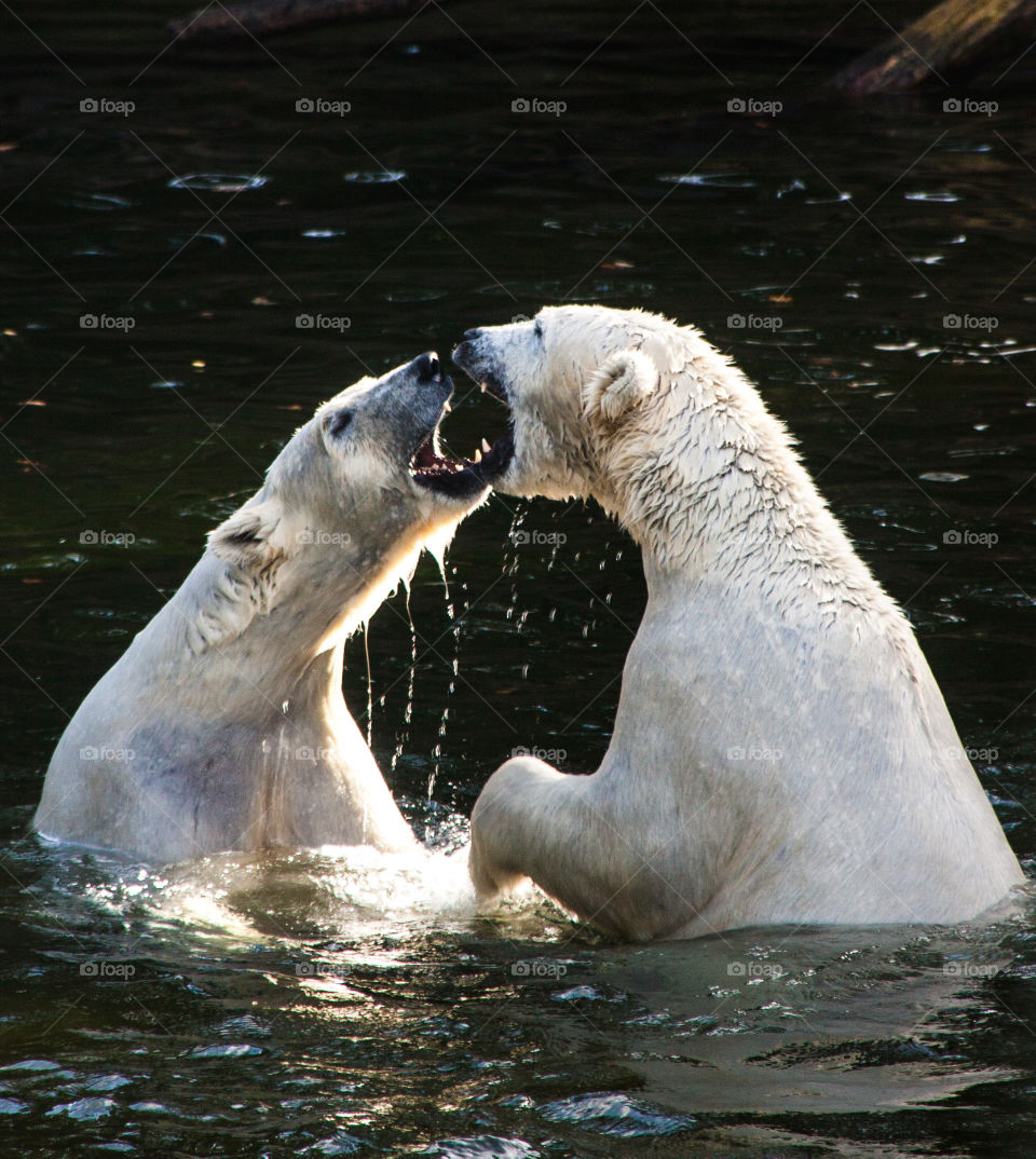 Two dog playing in water