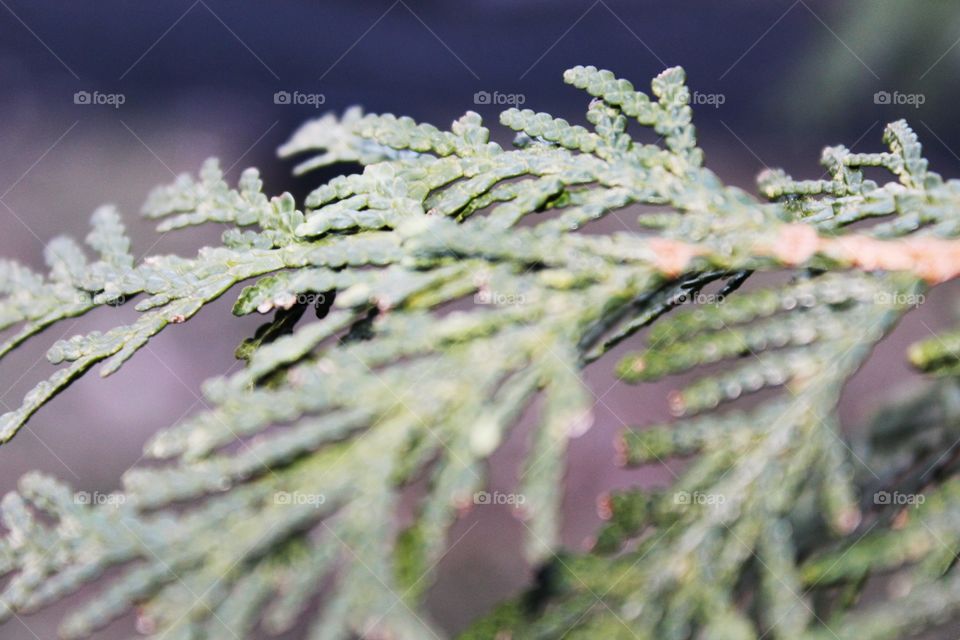 Close up on evergreen