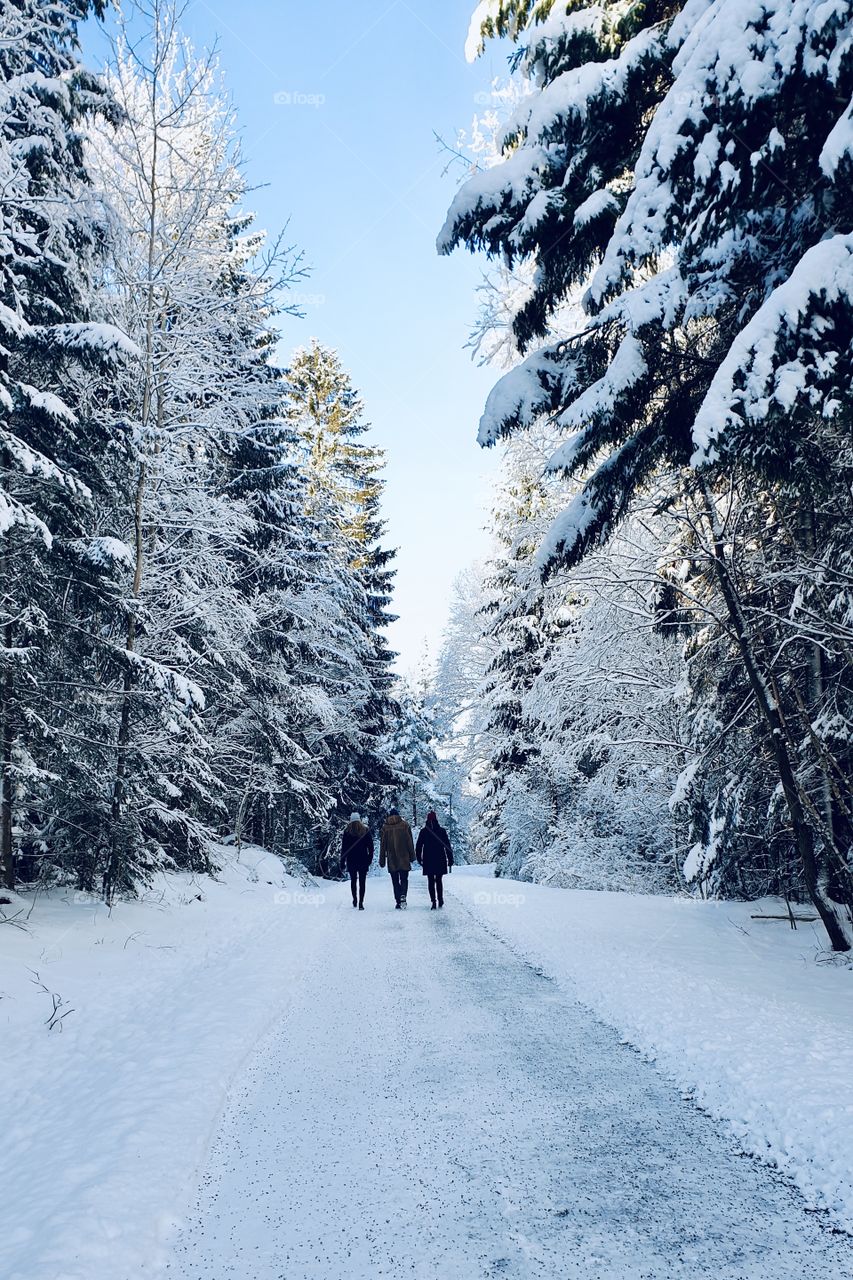 Taking a walk on a beautiful sunny winter day in snowy woods, promenad fin solig vinterdag i skogen med mycket snö 