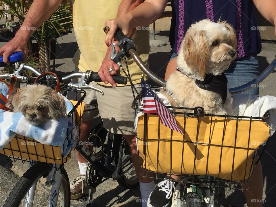 Dogs on Bikes