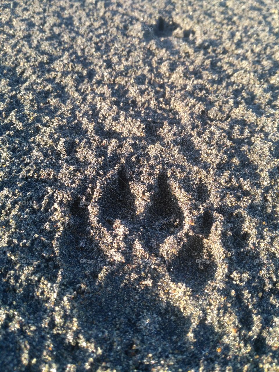 animals foot mark