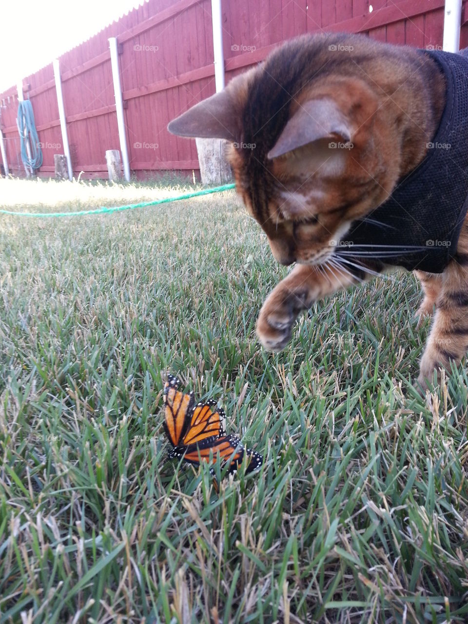 Bengal and Butterfly