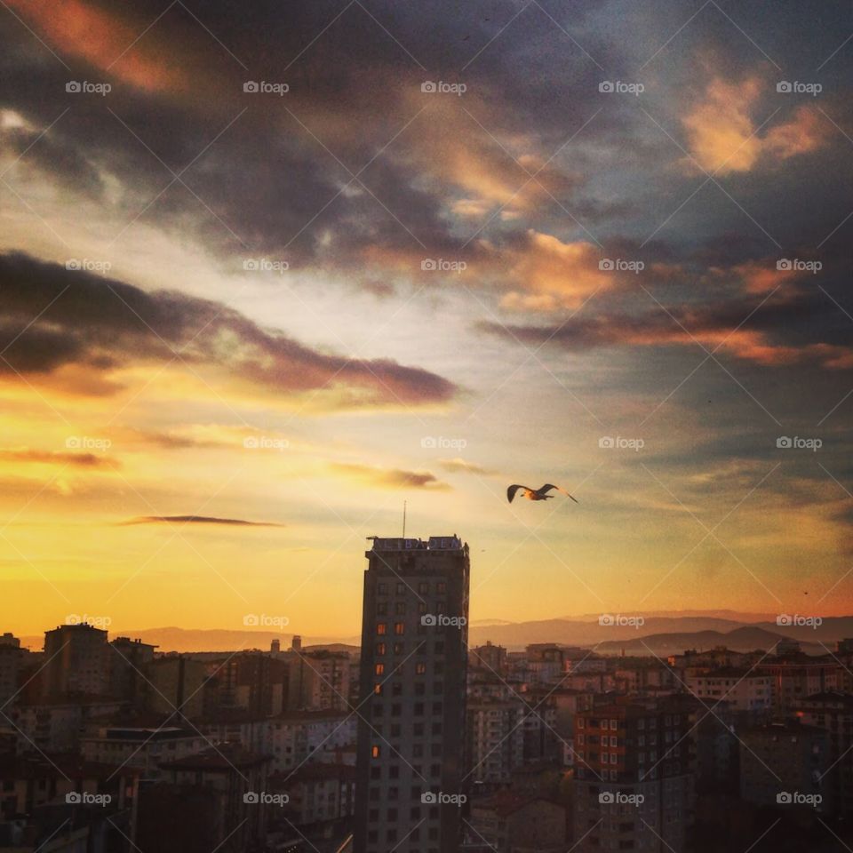 Seagull flying over Istanbul city during sunset 