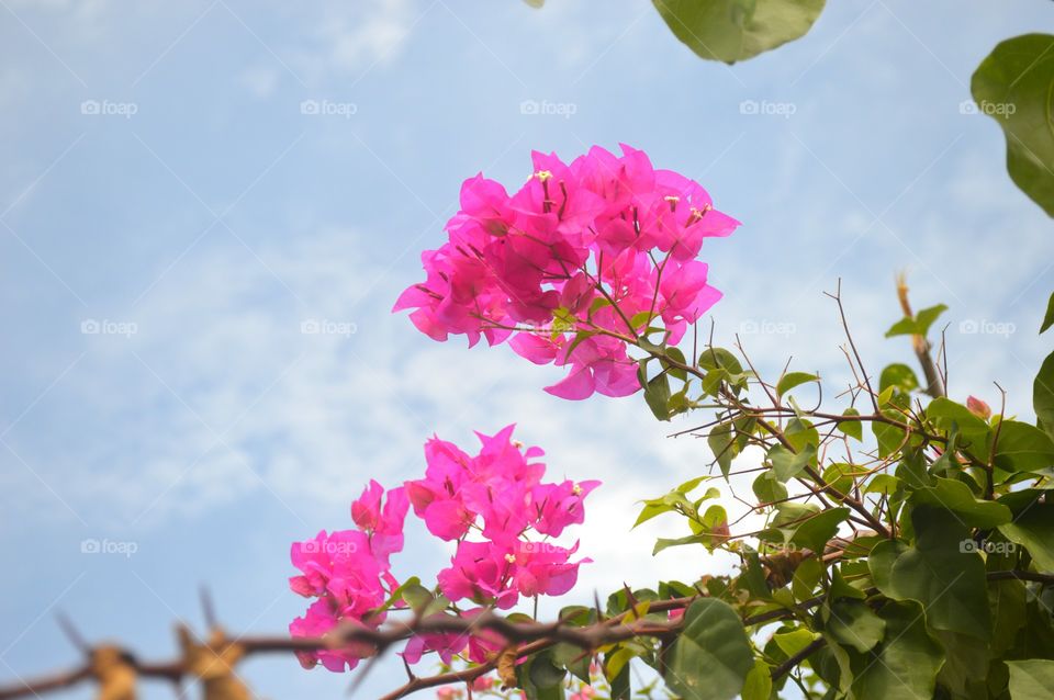 Pink flower