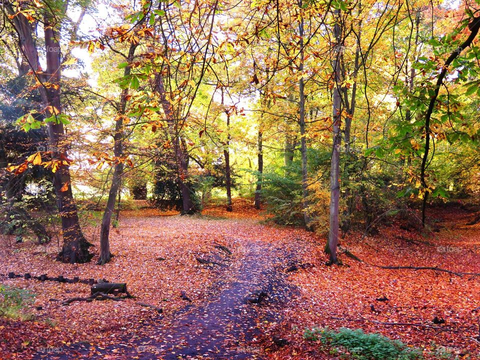 Bois de Boulogne, Lille, Northern France