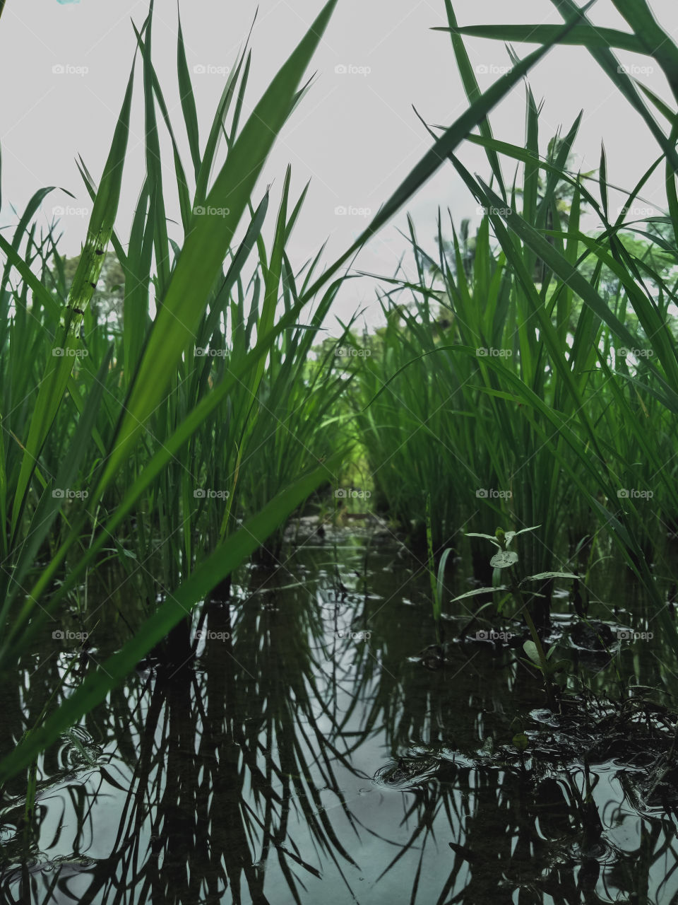 Green grove of rice fields