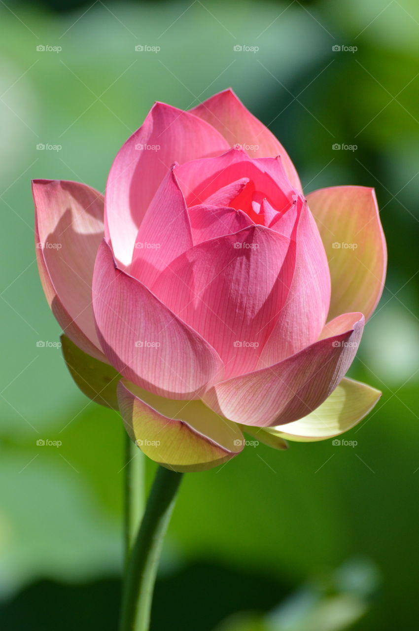 water plant, pink lotus flower blooming in the morning sun.