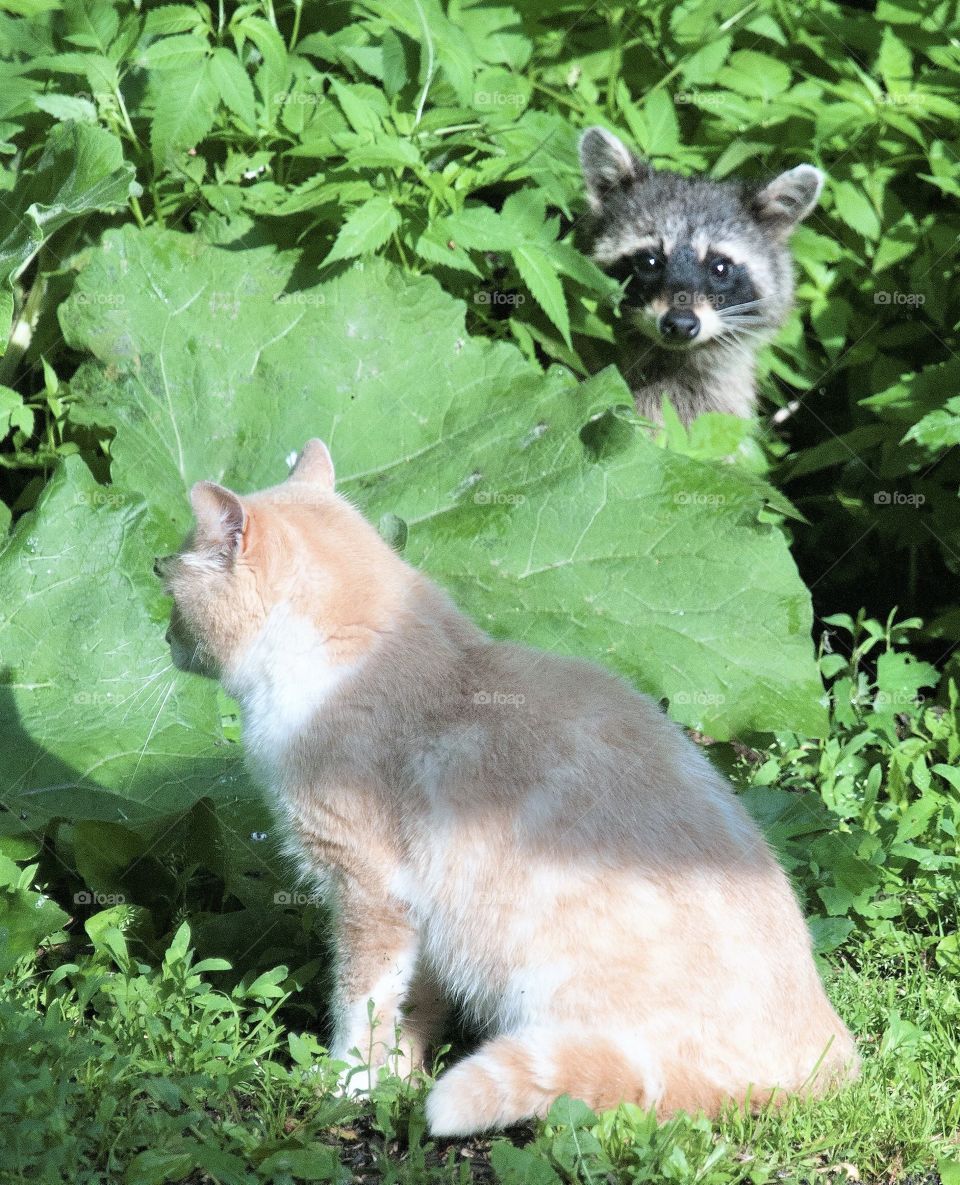 Raccoon peeking out from behind some leaves to lol at a cat