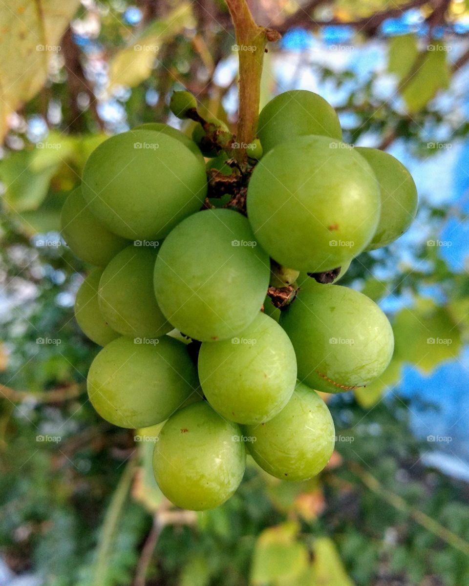 uvas