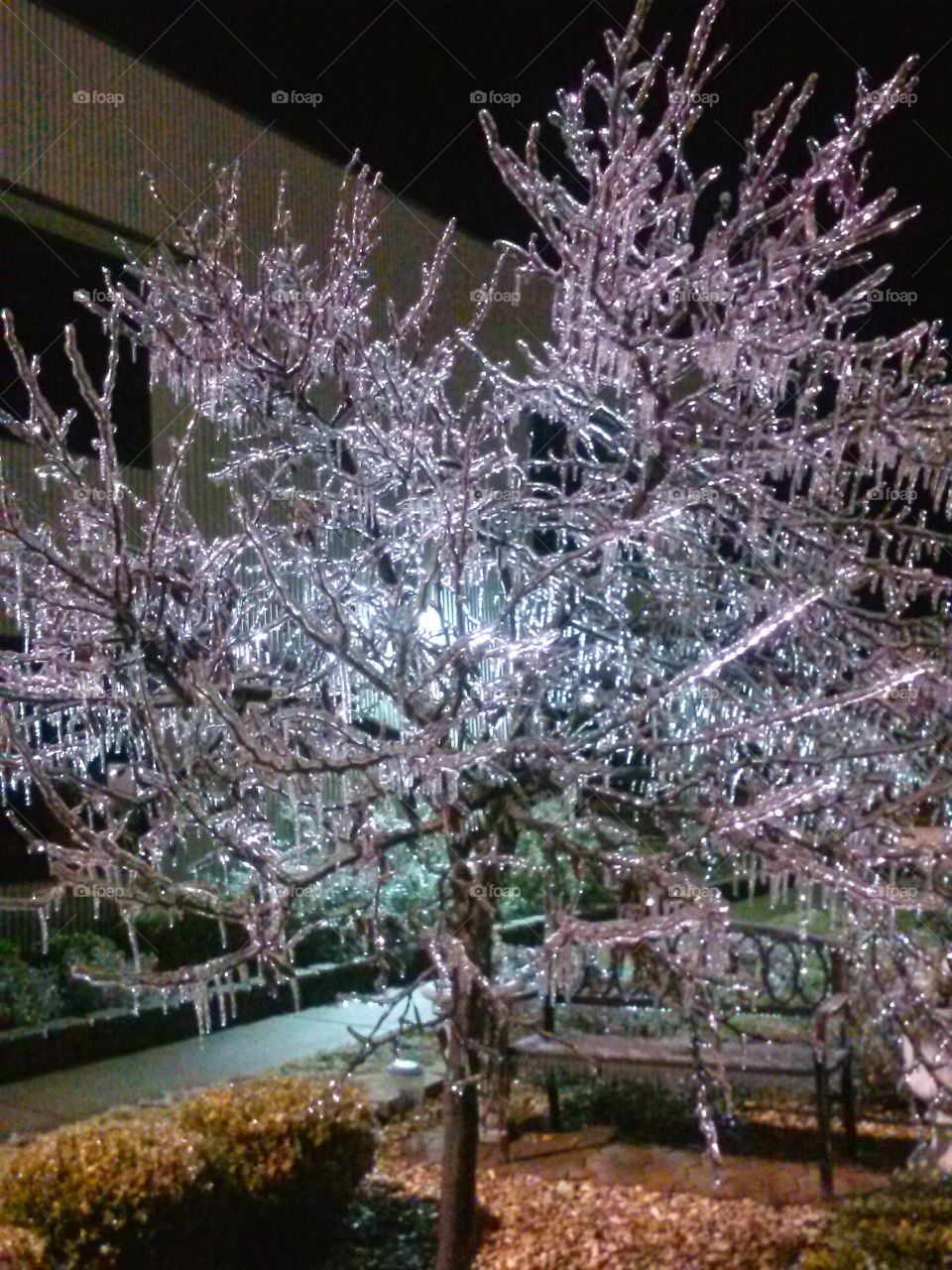 ice covered tree in Oklahoma