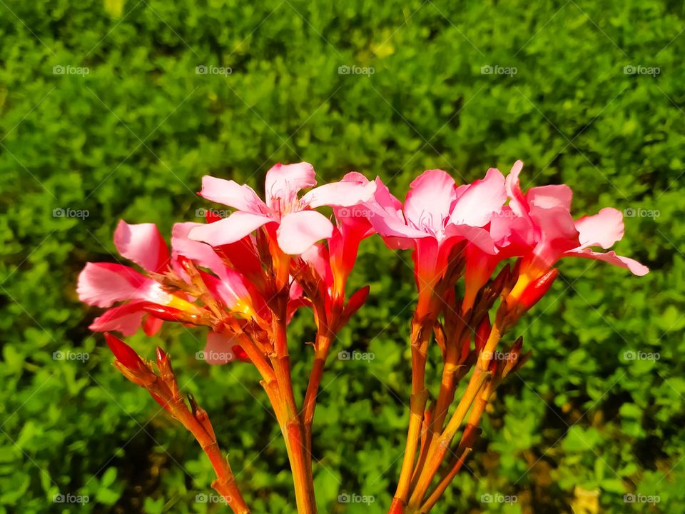 A beautiful view of red flower on nerium oleander against a green leaves