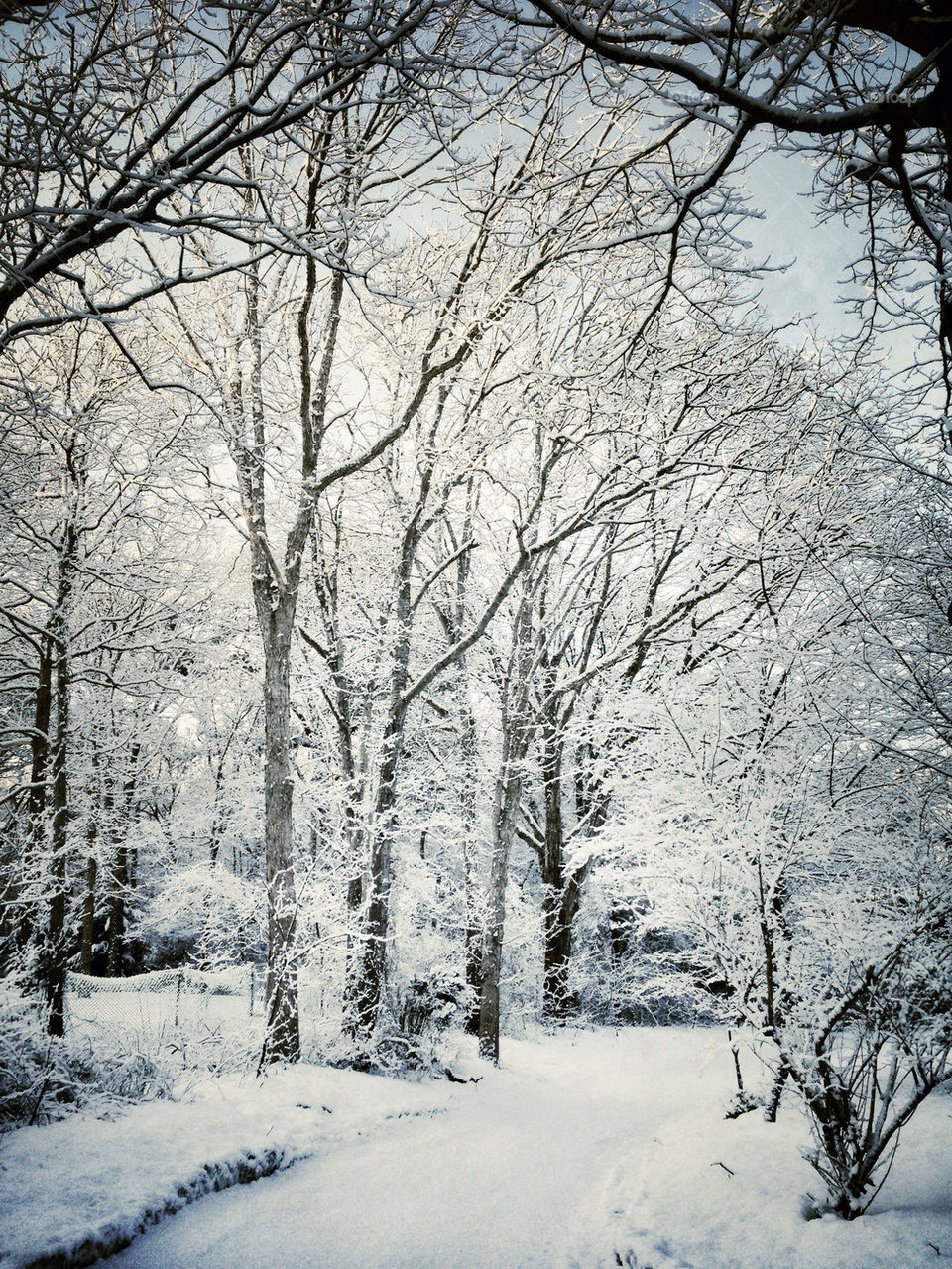 Snow cover like powdered sugar. Natures magic.