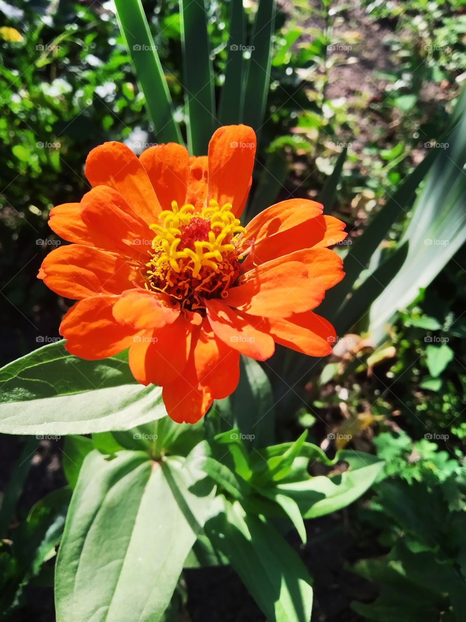 orange flower