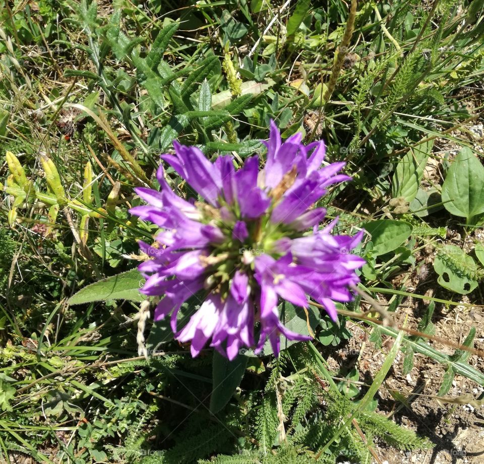 Flower in the mountain