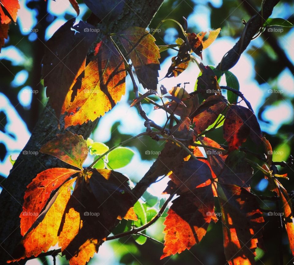 Beautiful leaves