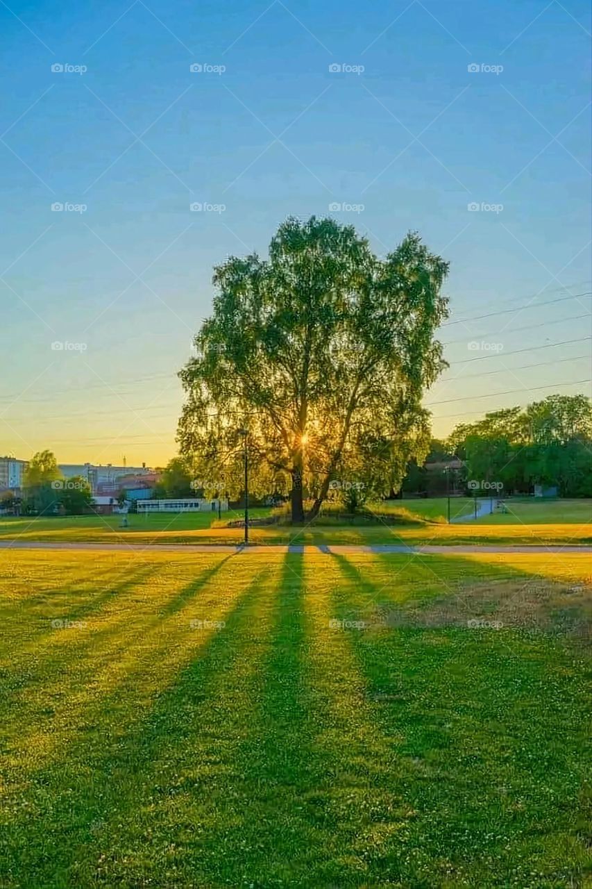 A very beautiful picture, and there is no better picture than it. There is no better picture of green herbs and colorful, red and white roses than it. Glory be to God, the natural and picturesque view, and there is no more wonderful picture than it.