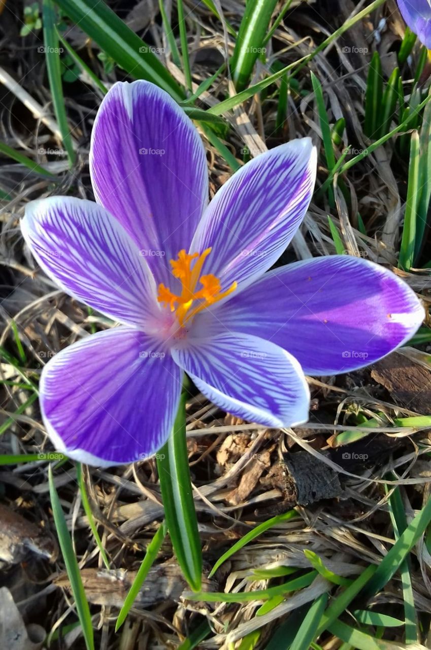 This year's spring wears violet robes!