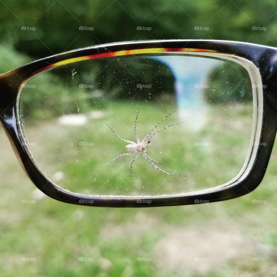 sneaky spider too close for comfort