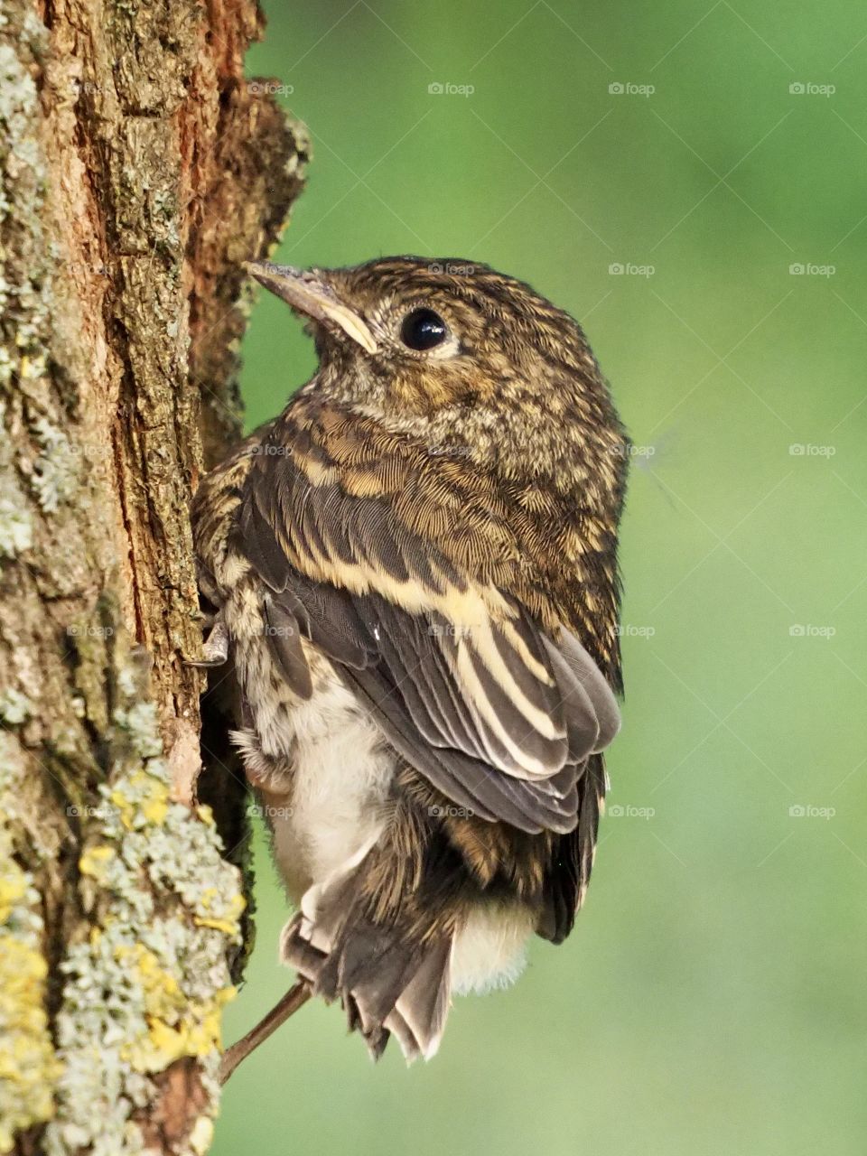 the first not-so-successful landing