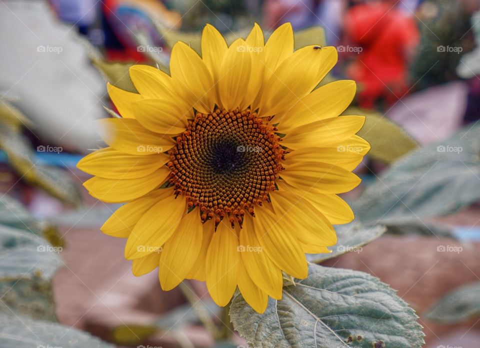 Sunflowers signify unwavering faith and unconditional love. So if you have received it then, you're lucky that someone adores you. However, if you haven't yet, you'll know someone is still out there patiently waiting for you. 🌻