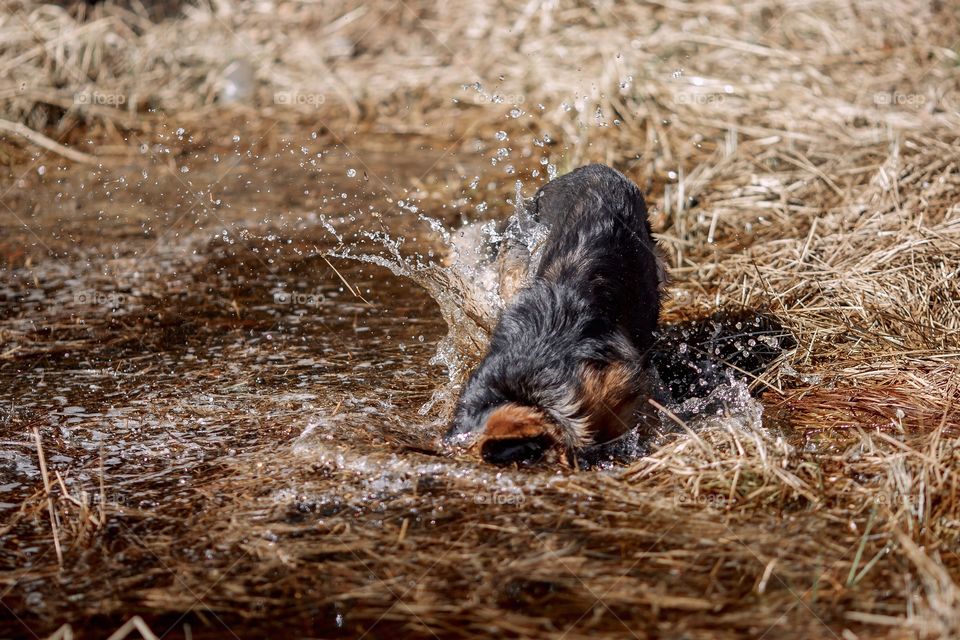 German shepherd dog outdoor have fun in a spring pond 