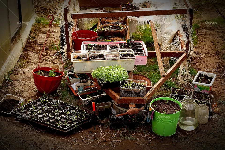 garden