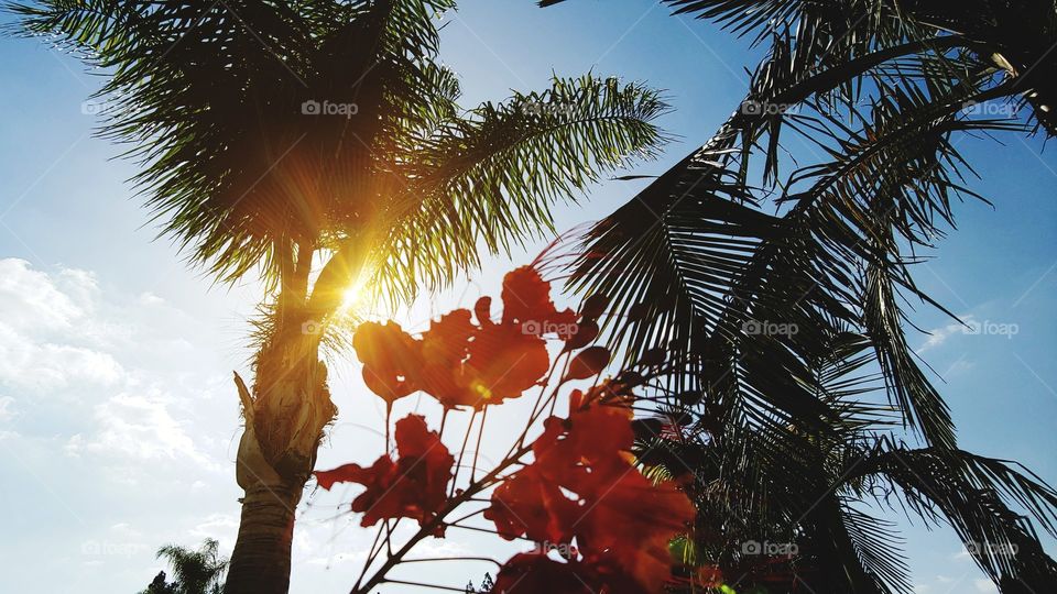 Sun Shoots Beautiful Warm Rays Through Queen Palm Fronds Casting Light And A Lens Flare Onto A Pride Of Barbados Peacock Flower In The Foreground. Selective Focus.