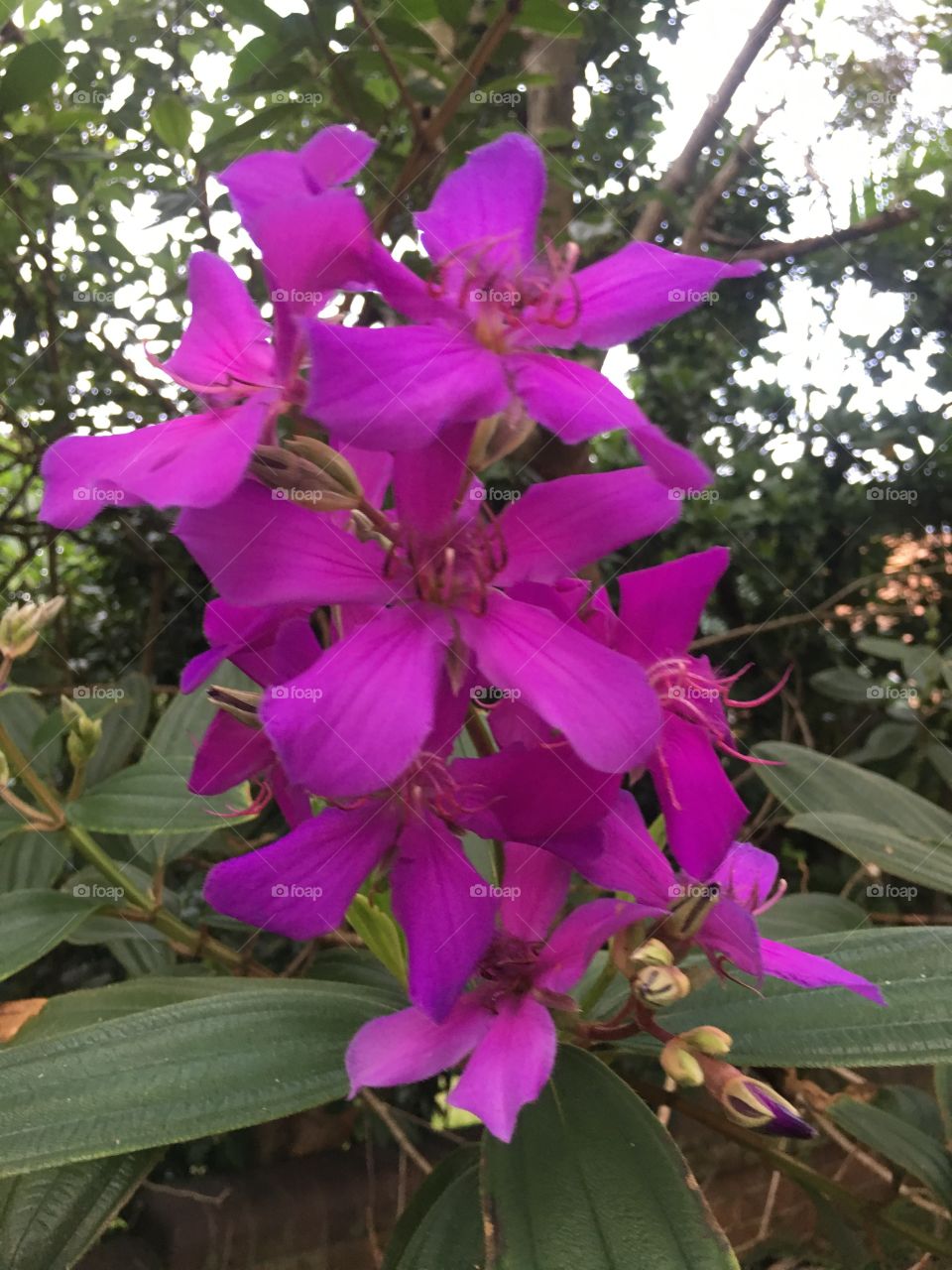 Lovely purple flowers 