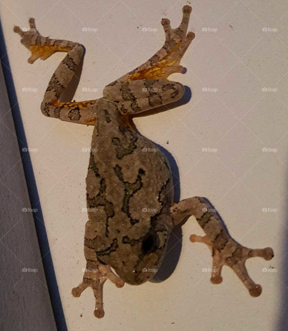 Reptile, No Person, Frog, Snake, Wildlife