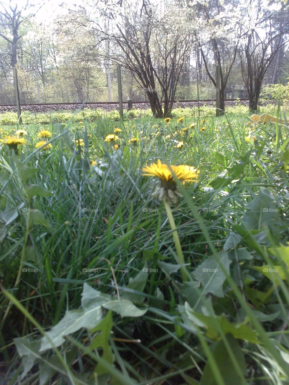 Dandelion field. natural carpet