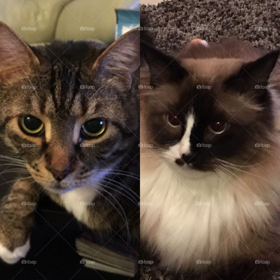 My cats Echo & Izzy