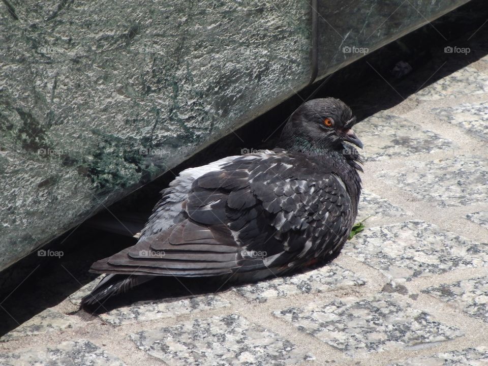Grumpy pigeon
