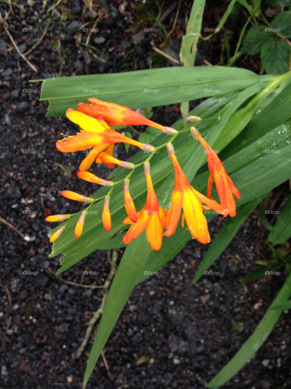 Close to nature, colour of orange 