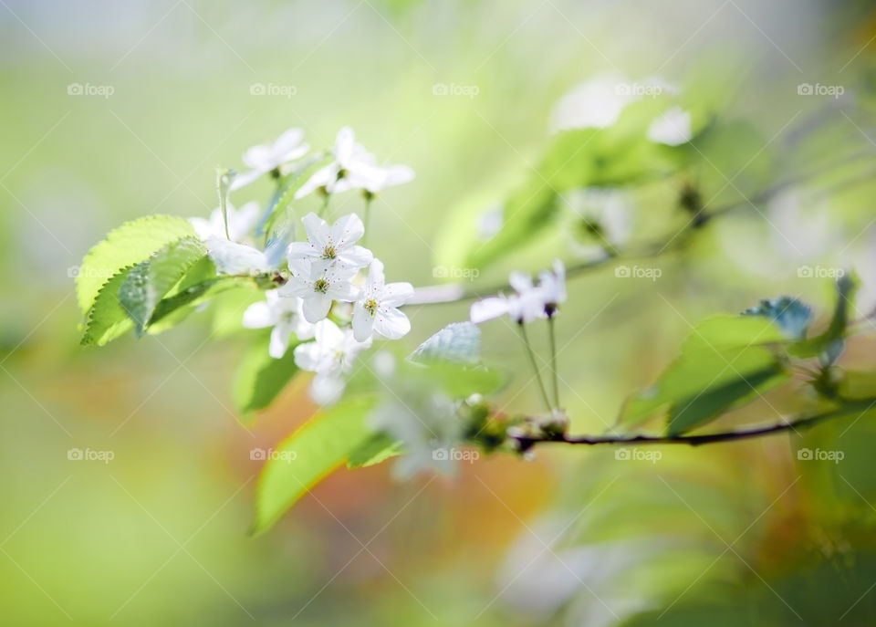 Blossom tree branch