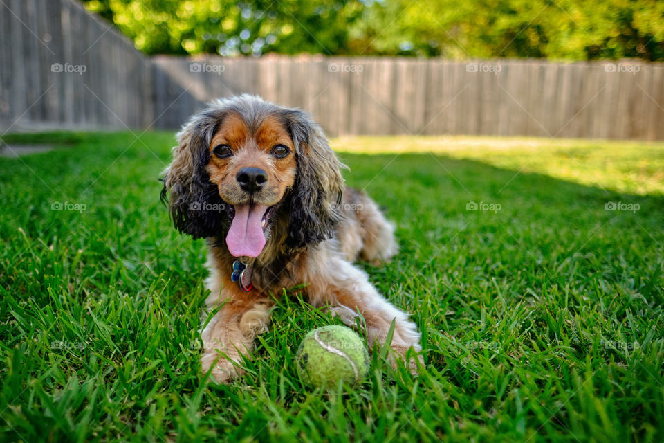 A dog that’s ready to play ball in the cool green grass. 